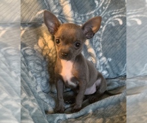 Chihuahua Puppy for sale in EAU CLAIRE, WI, USA
