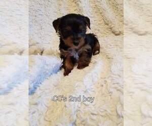 Yorkshire Terrier Puppy for sale in FRENCH LICK, IN, USA