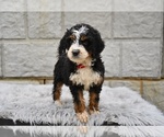 Small #3 Bernedoodle