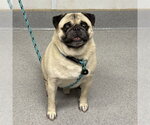 Small #1 Pug