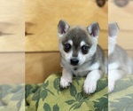Small #6 Alaskan Klee Kai-Pomeranian Mix