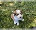 Puppy Purple Great Bernese