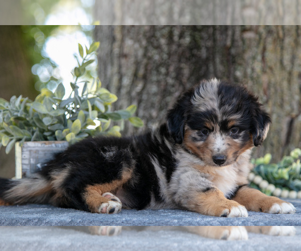 Medium Photo #3 Miniature Australian Shepherd Puppy For Sale in CHRISTIANA, PA, USA