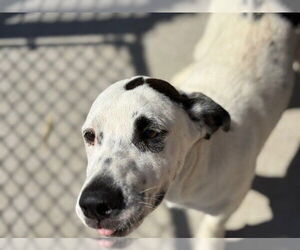 Labrador Retriever-Unknown Mix Dogs for adoption in Tulsa, OK, USA