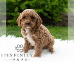 Small #3 Poodle (Miniature)