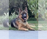 Small #3 German Shepherd Dog