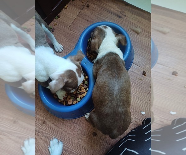 Medium Photo #5 Boston Terrier Puppy For Sale in ANNISTON, AL, USA