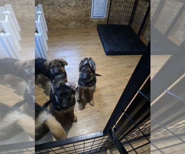 Medium Photo #10 German Shepherd Dog Puppy For Sale in LA FAYETTE, NY, USA