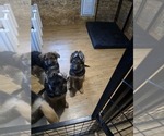 Small Photo #10 German Shepherd Dog Puppy For Sale in LA FAYETTE, NY, USA