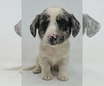 Small #5 Australian Shepherd Mix