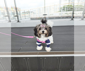 Poodle (Toy) Puppy for sale in Uijeongbu-si, Gyeonggi-do, Korea, South