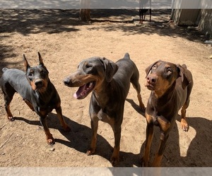 Father of the Doberman Pinscher puppies born on 06/30/2019