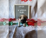 Small Photo #13 Faux Frenchbo Bulldog Puppy For Sale in TIFFIN, IA, USA