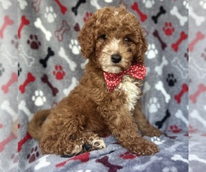 Cock-A-Poo Puppy for sale in LAKELAND, FL, USA