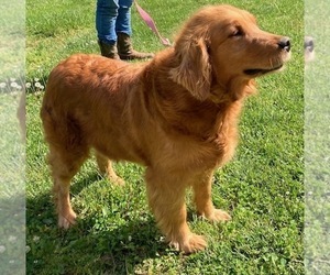 Golden Retriever Dogs for adoption in WEST ALEXANDRIA, OH, USA