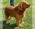 Small Photo #1 Golden Retriever Puppy For Sale in WEST ALEXANDRIA, OH, USA