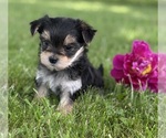 Small #8 Morkie