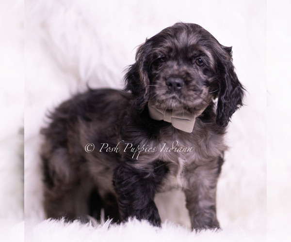 Medium Photo #17 Cocker Spaniel Puppy For Sale in WARSAW, IN, USA