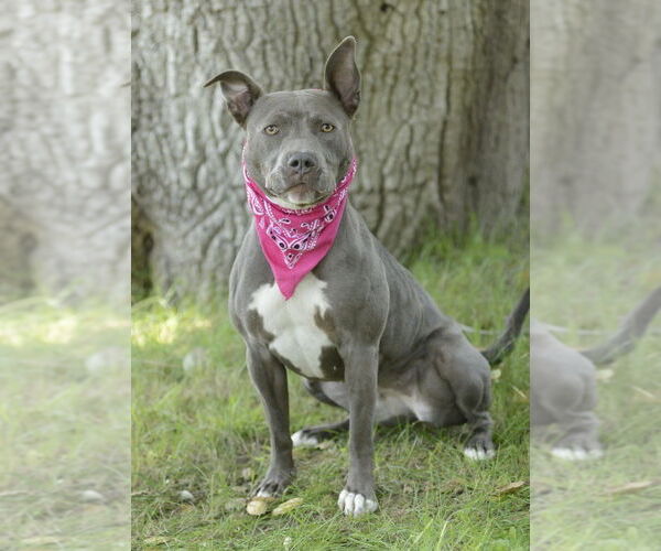 Medium Photo #1 American Staffordshire Terrier-French Bulldog Mix Puppy For Sale in Dana Point, CA, USA