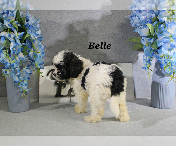 Medium Photo #15 Cavapoo Puppy For Sale in CHANUTE, KS, USA