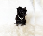 Small #7 Chihuahua