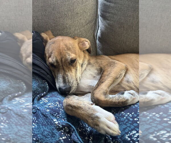 Medium Photo #15 Labrador Retriever-Plott Hound Mix Puppy For Sale in Brewster, NY, USA