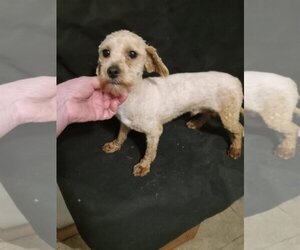 Cavalier King Charles Spaniel-Poodle (Toy) Mix Dogs for adoption in Bonifay, MO, USA