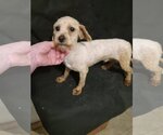 Small Photo #1 Cavalier King Charles Spaniel-Poodle (Toy) Mix Puppy For Sale in Bonifay, MO, USA