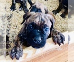 Small Photo #20 Cane Corso Puppy For Sale in BEECH GROVE, IN, USA