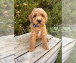 Small #3 Cockapoo