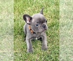 Puppy Cricket French Bulldog