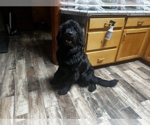 Mother of the Newfoundland puppies born on 03/21/2025