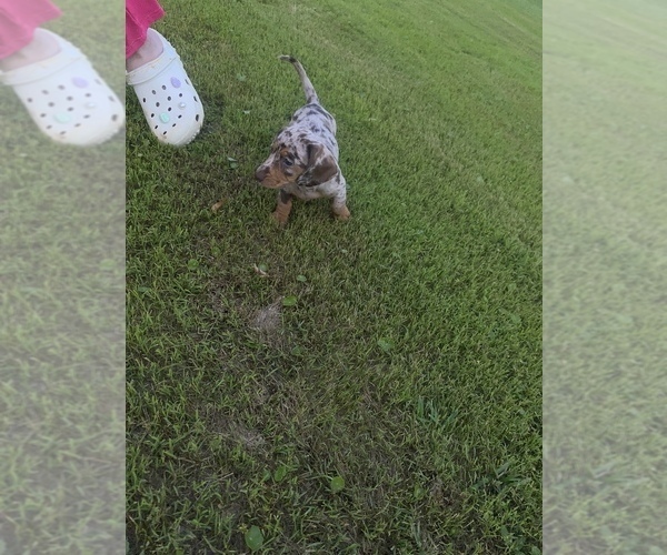 Medium Photo #6 Dachshund Puppy For Sale in DENHAM SPRINGS, LA, USA
