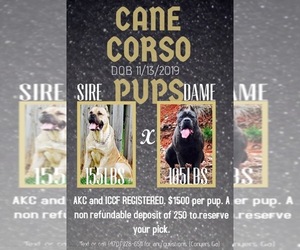 Cane Corso Puppy for sale in OXFORD, GA, USA