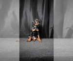 Puppy Lawn Green Male Doberman Pinscher