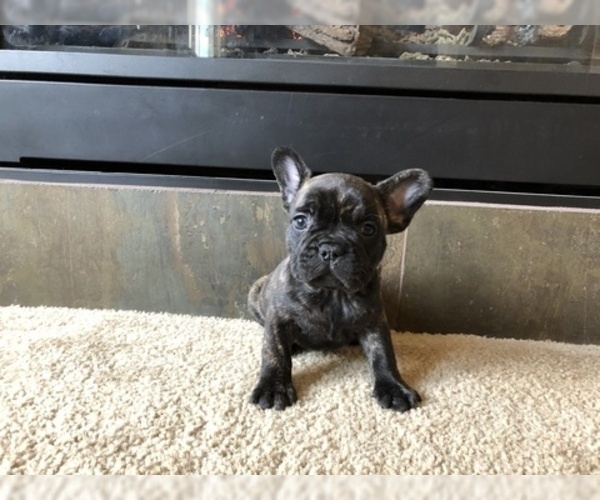 Medium Photo #1 French Bulldog Puppy For Sale in CO SPGS, CO, USA