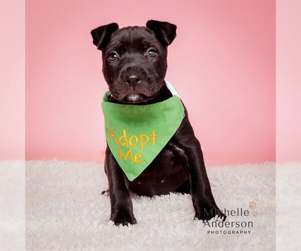 Medium Photo #1 Mutt Puppy For Sale in Corona, CA, USA