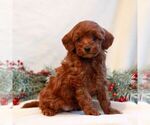 Small Goldendoodle (Miniature)