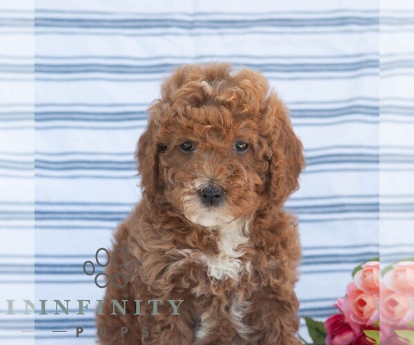 Medium Photo #1 Goldendoodle (Miniature) Puppy For Sale in DORNSIFE, PA, USA