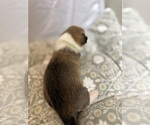 Small #5 Pembroke Welsh Corgi