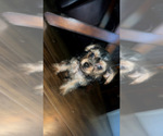 Image preview for Ad Listing. Nickname: Yorkie Mix