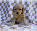 Small #7 Goldendoodle
