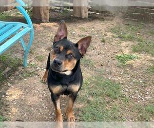 Labrador Retriever-Unknown Mix Dogs for adoption in Waco, TX, USA