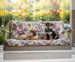 Small #4 Black Mouth Cur-German Shepherd Dog Mix