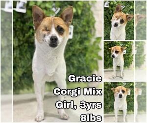 Pembroke Welsh Corgi-Unknown Mix Dogs for adoption in Seattle, WA, USA