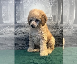 Poodle (Toy) Puppy for sale in BRONX, NY, USA