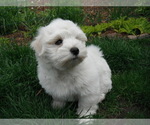 Small Photo #21 Coton de Tulear Puppy For Sale in COLUMBIA, MO, USA