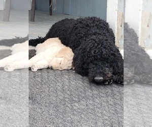 Father of the Goldendoodle puppies born on 06/01/2025