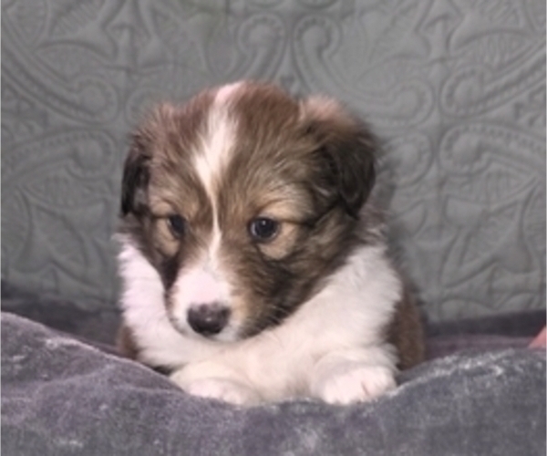 Medium Photo #1 Shetland Sheepdog Puppy For Sale in GEORGETOWN, KY, USA