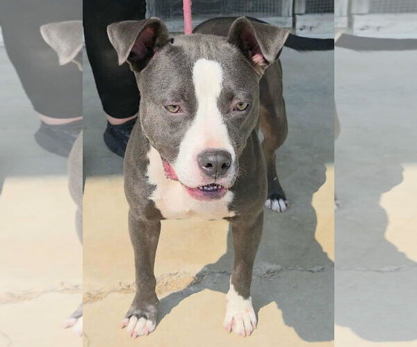 Medium Photo #3 American Pit Bull Terrier-Unknown Mix Puppy For Sale in Anniston, AL, USA